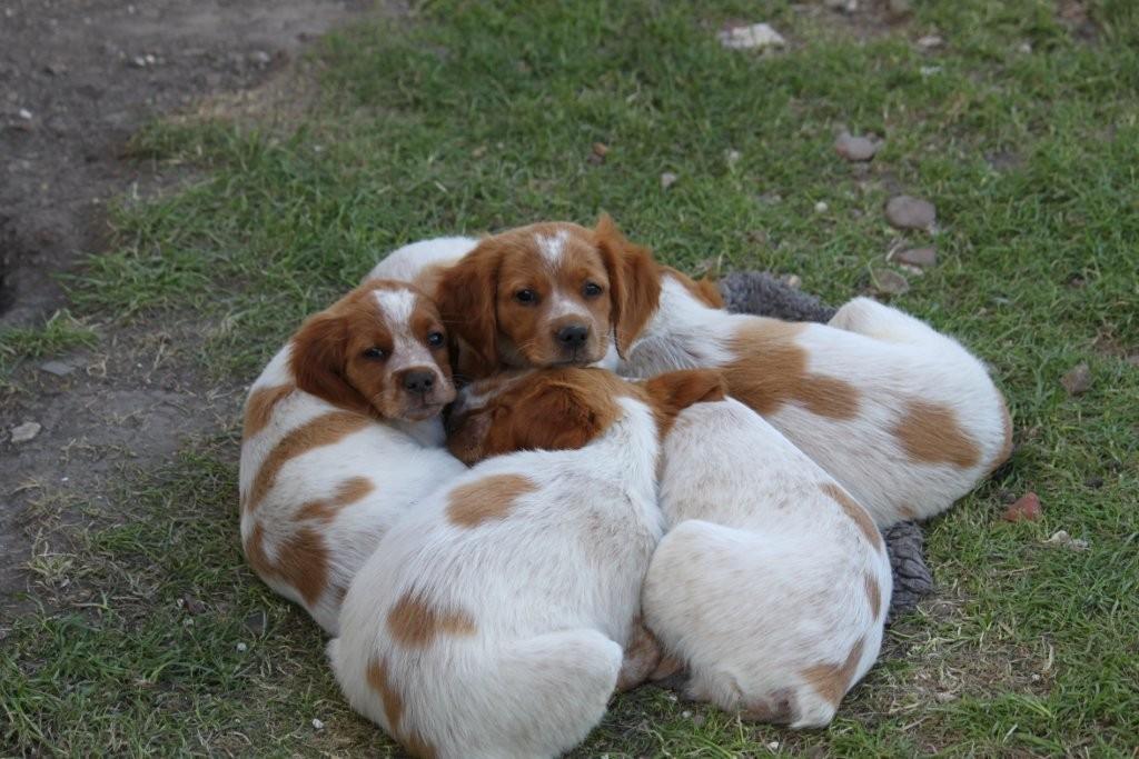 brittany spaniel undocked tail