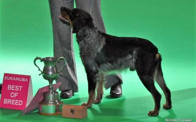 Crufts 2018