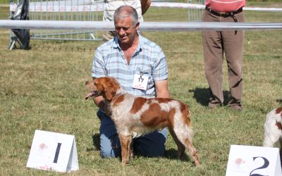 Horus de Tremouard Wins Open Male, Nationale D’Elevage France 2018
