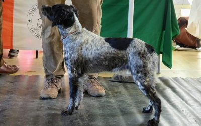 “Pom” wins Reserve Best Puppy in Show!